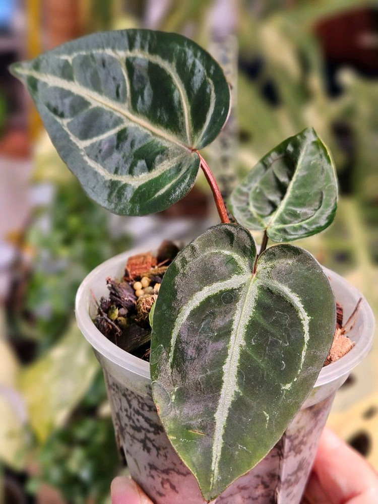 안스리움 매그니피컴 +미쉘자라 닥터블락 ㅡ매그미쉘--2