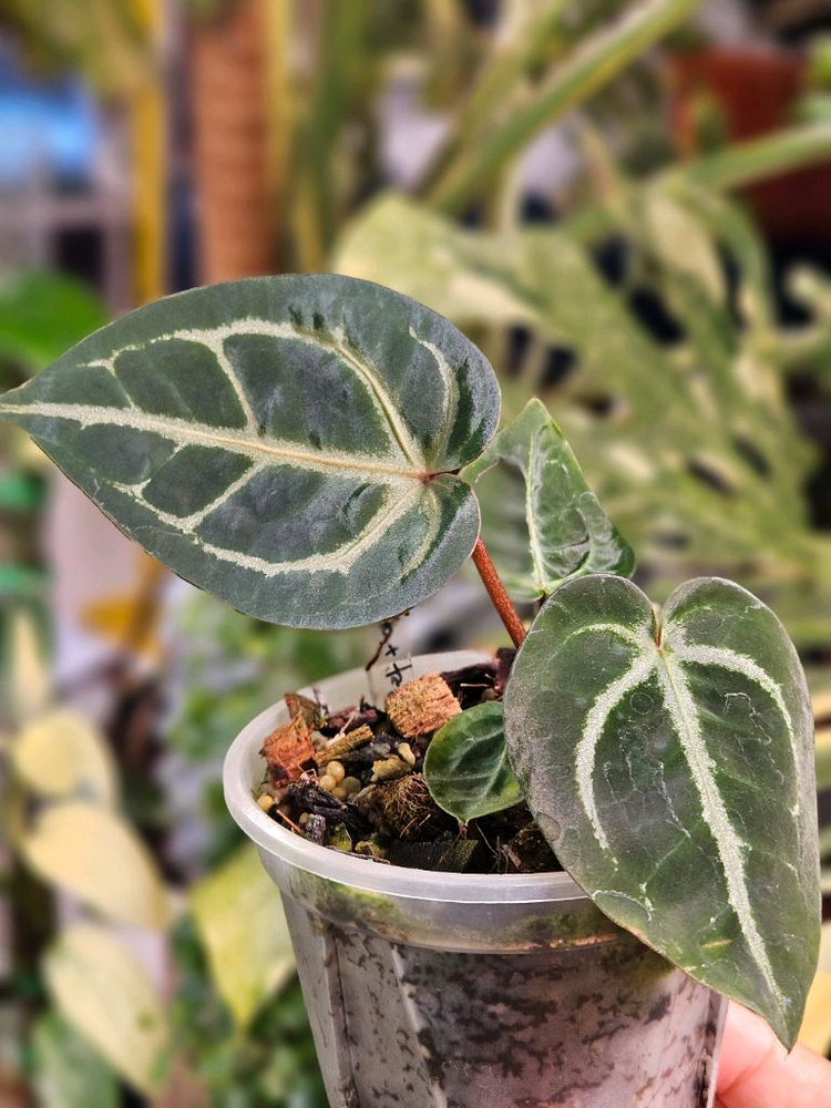 안스리움 매그니피컴 +미쉘자라 닥터블락 ㅡ매그미쉘--3