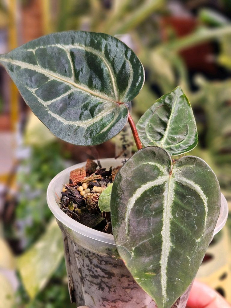 안스리움 매그니피컴 +미쉘자라 닥터블락 ㅡ매그미쉘--4