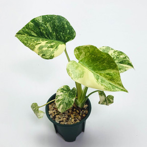 무늬좋은 몬스테라 델리시오사 레거시 4종류