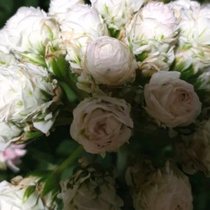 심레이디카스프리 러시아제라늄