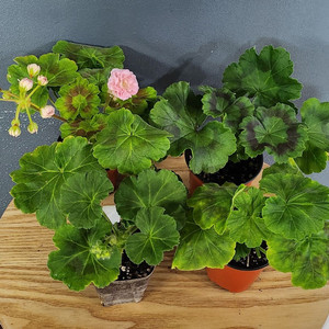 제라늄 4종 잠자는숲속의공주.모험가.심카펠라.핑크브릴란떼