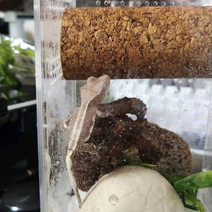 크레스티드 게코 릴잔틱