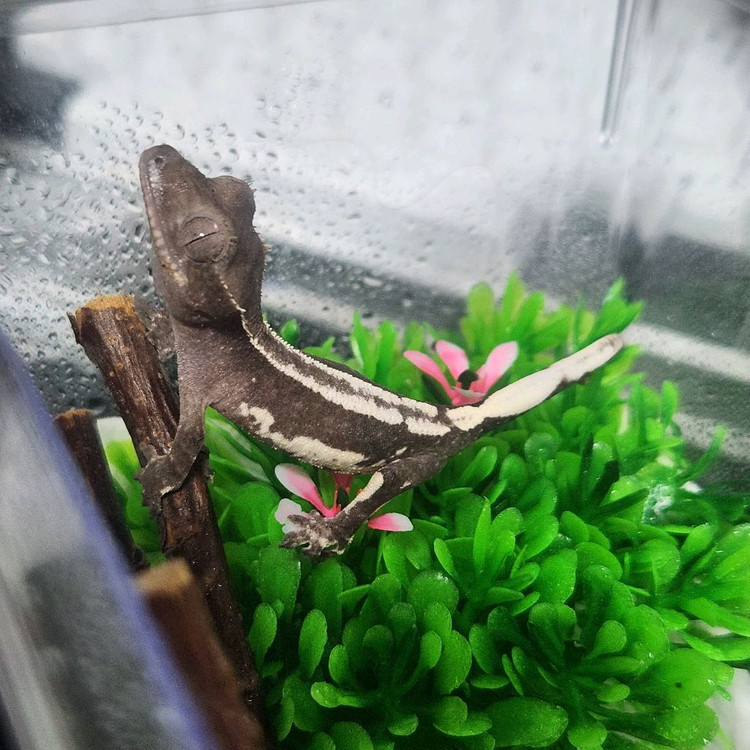 크레스티드 게코 릴잔틱--1