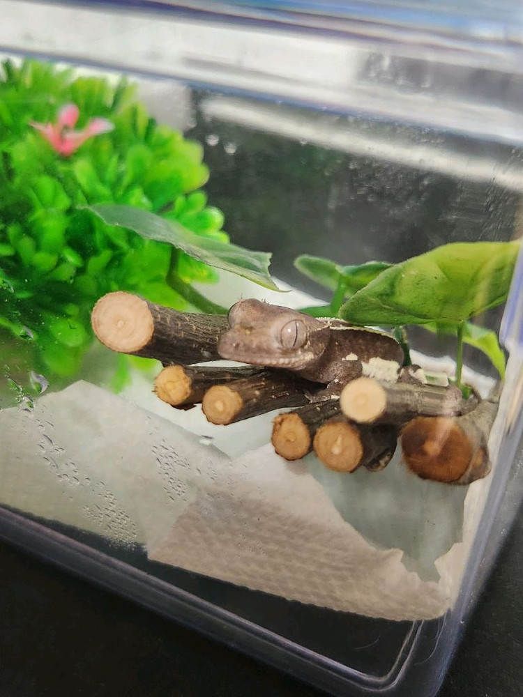 크레스티드 게코 릴잔틱--2