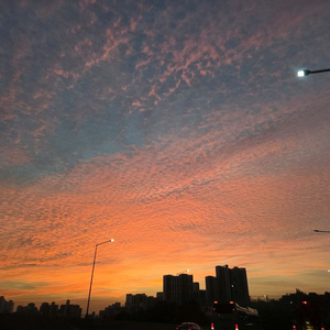 알로항머니 삽니다