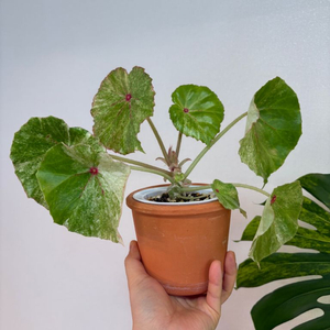 무늬루즈 베고니아