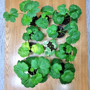 제라늄 10종 일괄