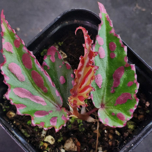 베고니아2종/머쉬룸 &핑크라바