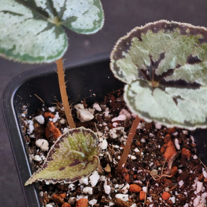 베고니아 2종/딘두이 실버&Furia (후리아)