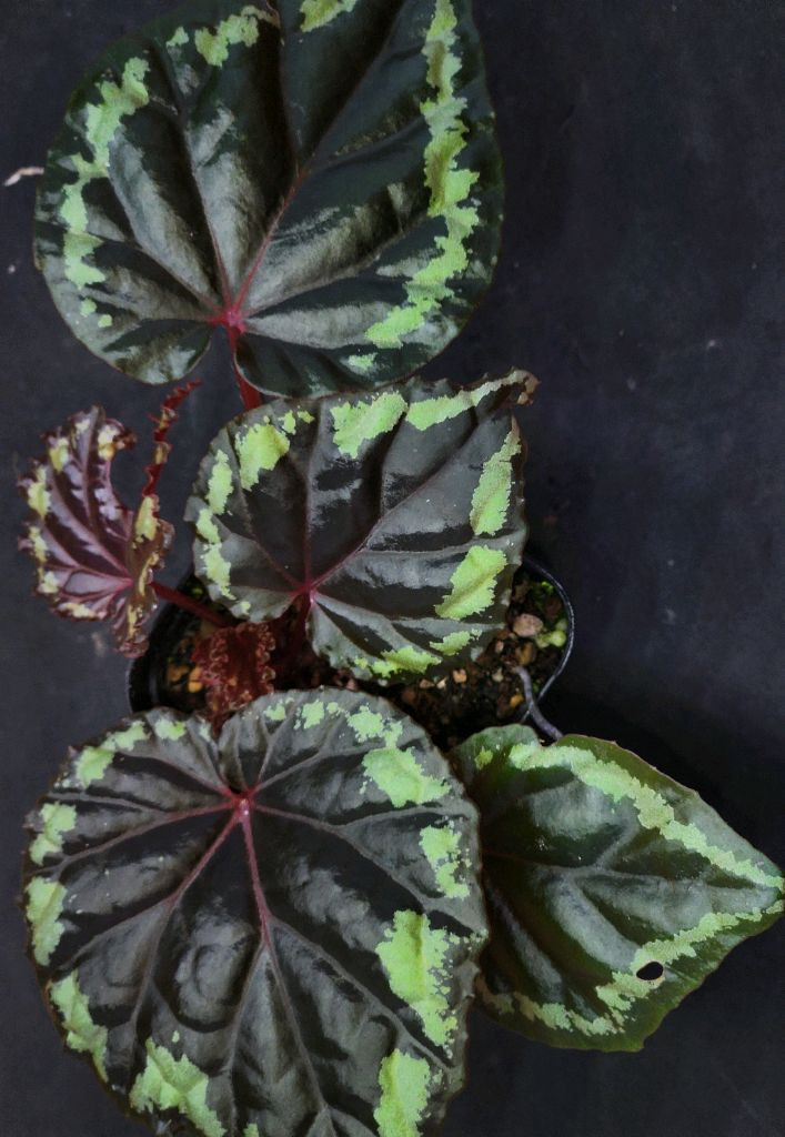 베고니아 이그니타(원종)--1