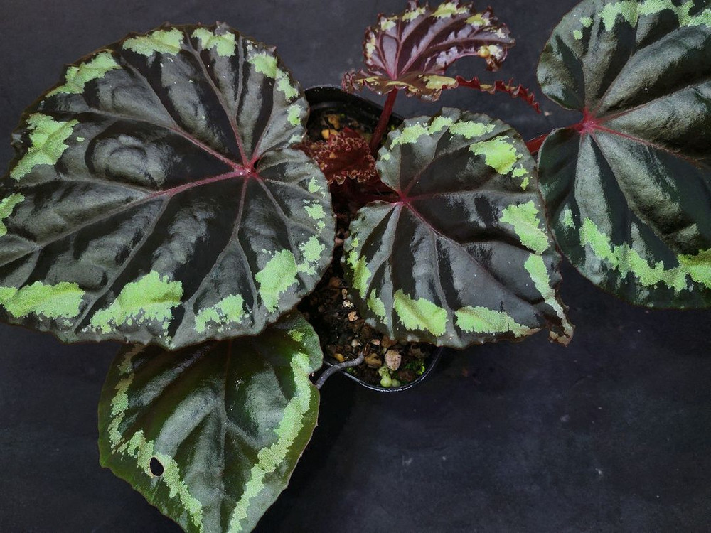 베고니아 이그니타(원종)--2