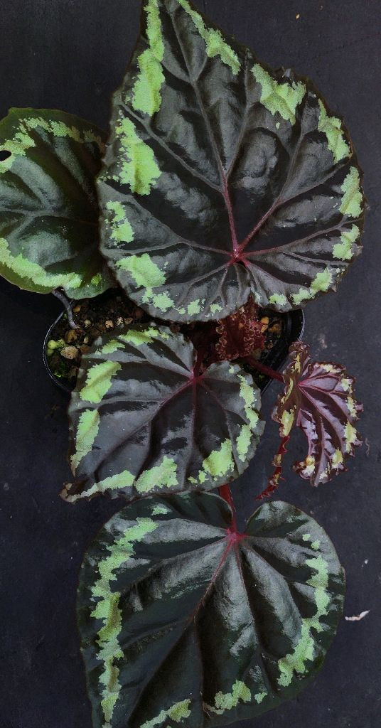 베고니아 이그니타(원종)--3