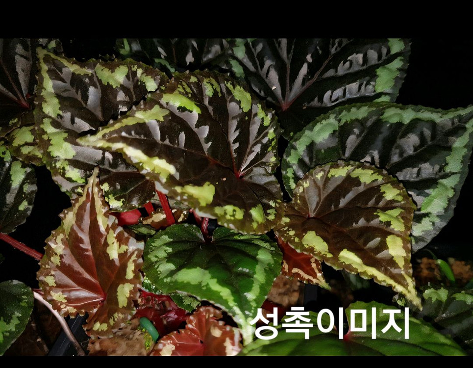 베고니아 이그니타(원종)--4