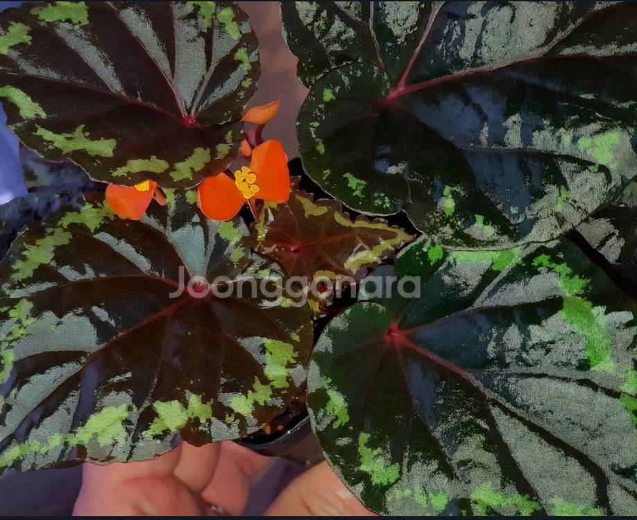 베고니아 이그니타(원종)--5