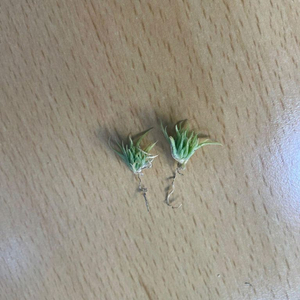 틸란드시아 에란토스 테디베어