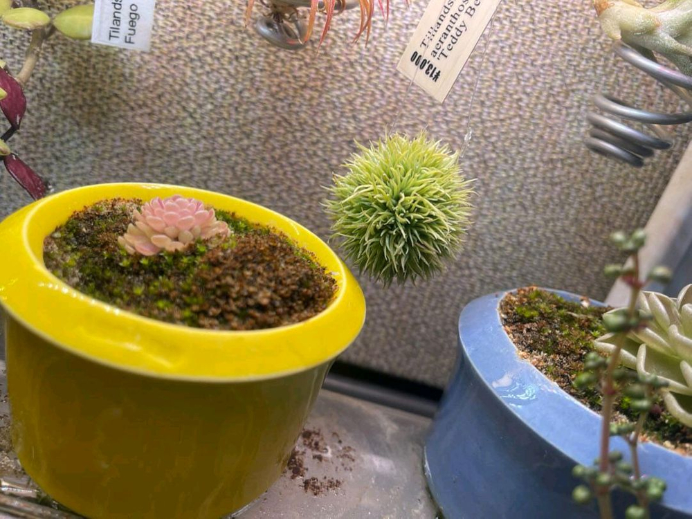 틸란드시아 에란토스 테디베어--1