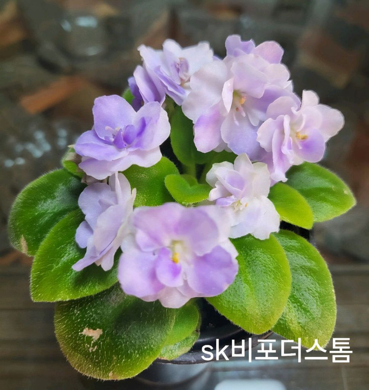 미니바이올렛 개별--3