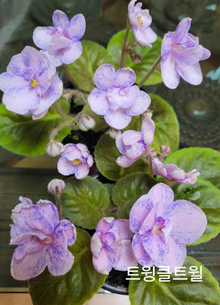 미니바이올렛 개별--4