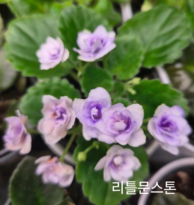 미니바이올렛 개별--5