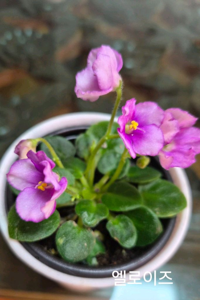 미니바이올렛 개별--6
