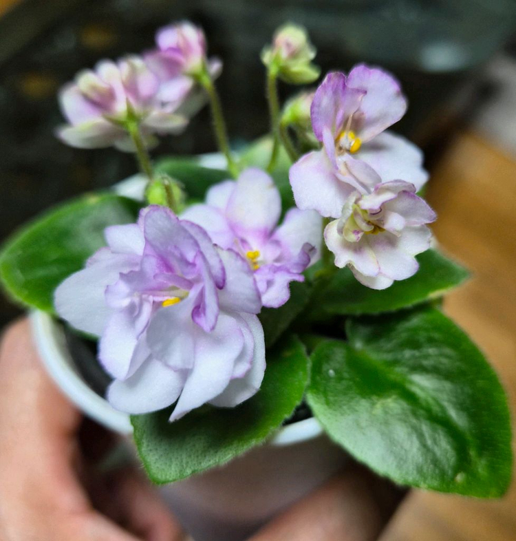 미니바이올렛 개별--7