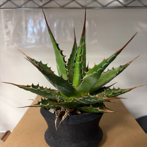 아가베 몬타나 agave montana 티타노타 괴근