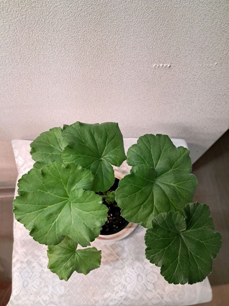 안나카레리나--1