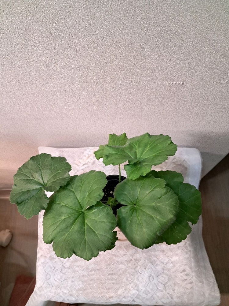 안나카레리나--2