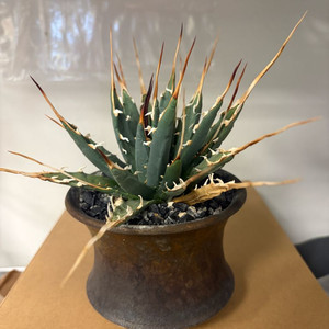 아가베 agave 우타헨시스 괴근 utahensis