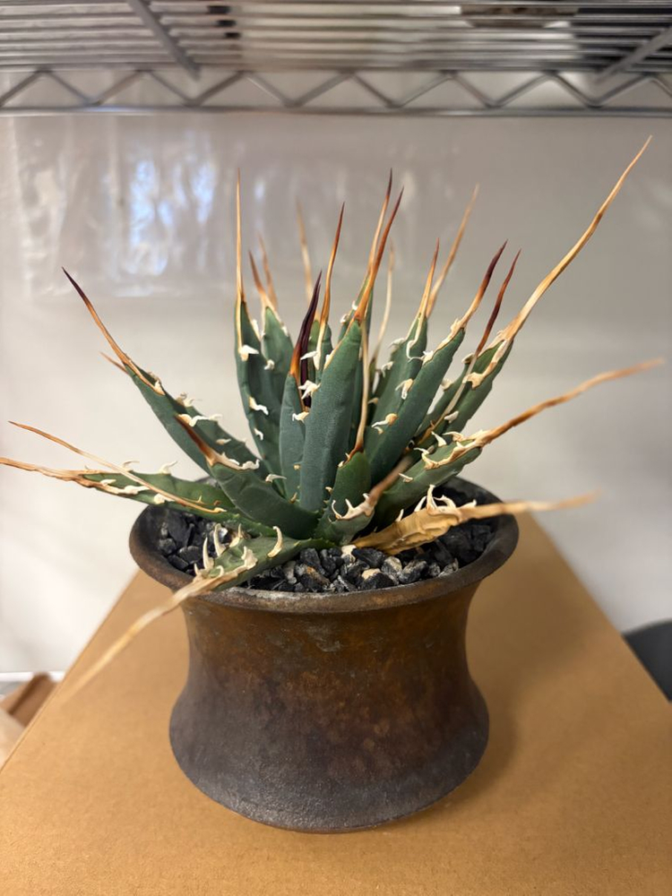 아가베 agave 우타헨시스 괴근 utahensis--1