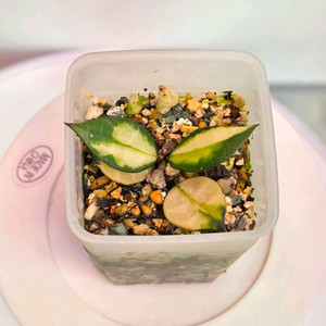 호야 라쿠노사 플라타노 (알로x안스x)