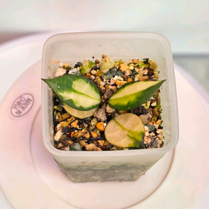 호야 라쿠노사 플라타노 (알로x안스x)