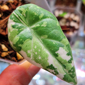 알로카시아 마하라니 화이트 알보