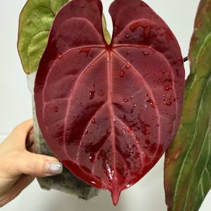 안스리움 레드/킹오스