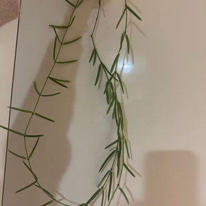 호야 리네아리스 200cm