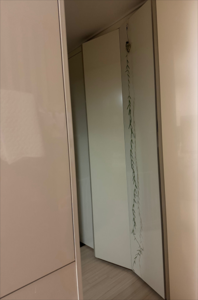 호야 리네아리스 200cm--1