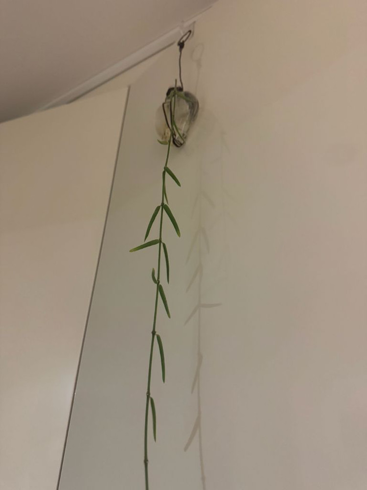 호야 리네아리스 200cm--2