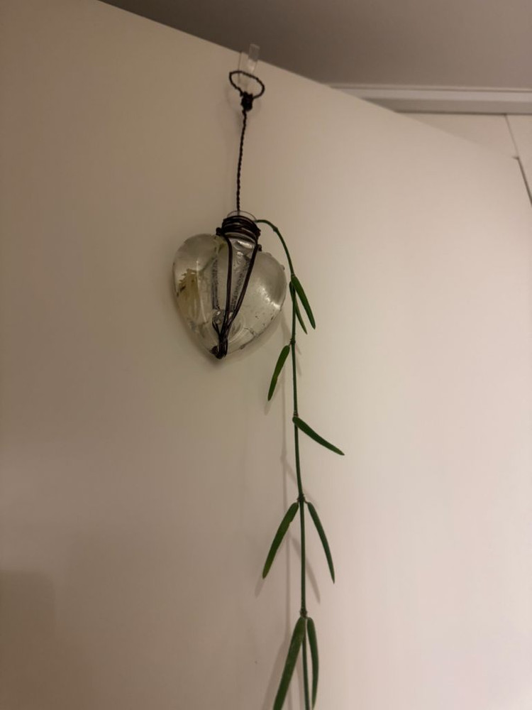 호야 리네아리스 200cm--3