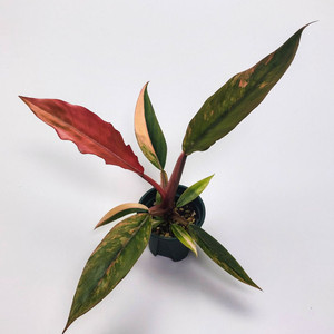 [할인] S급 무늬 필로덴드론 카라멜마블 바리에가타 4종류