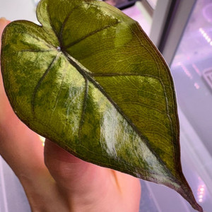 무천 알로카시아 유카탄 옐핑 바리에가타 자구묘