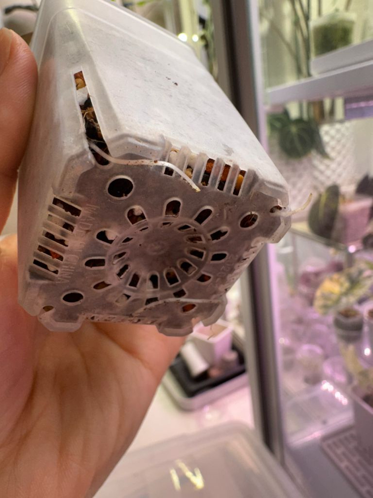 무천 알로카시아 유카탄 옐핑 바리에가타 자구묘--1