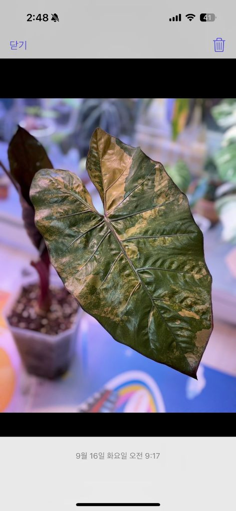 무천 알로카시아 유카탄 옐핑 바리에가타 자구묘--5