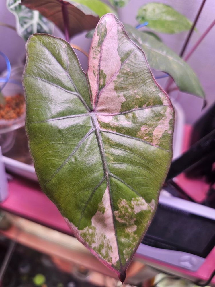 무천 알로카시아 유카탄 옐핑 바리에가타 자구묘--6