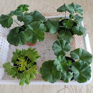 Ta아나스타샤와 제라늄3종