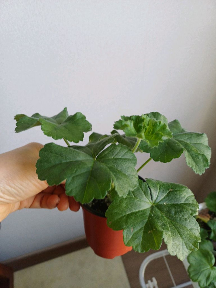 Ta아나스타샤와 제라늄3종--1