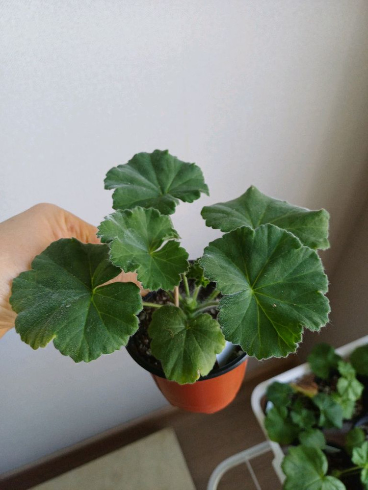 Ta아나스타샤와 제라늄3종--2