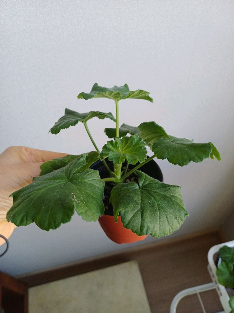 Ta아나스타샤와 제라늄3종--3