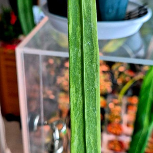 안스리움 비타리폴리움 바리에가타