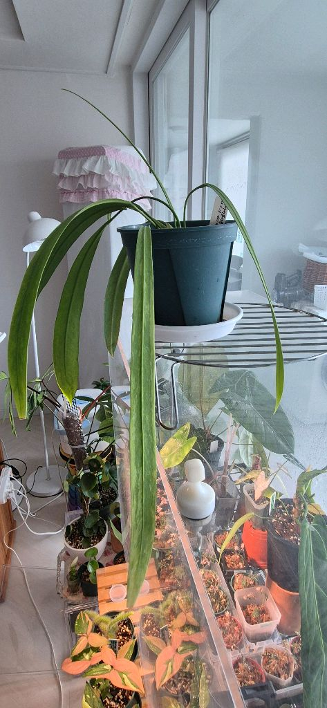 안스리움 비타리폴리움 바리에가타(가격내림) 이미지